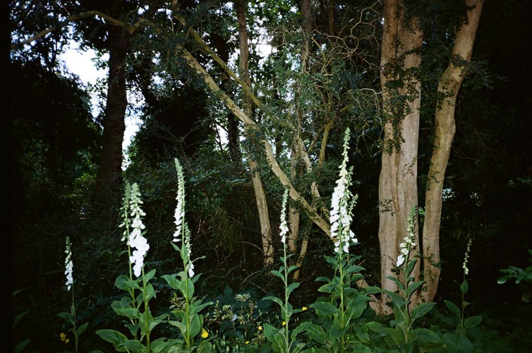 http://www.bethlau.com/files/gimgs/th-187_Dote-Afield-001-500.jpg