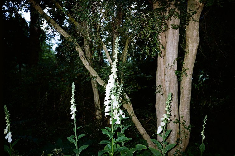 http://www.bethlau.com/files/gimgs/th-187_Dote-Afield-002-500.jpg