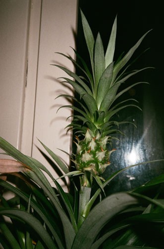 http://www.bethlau.com/files/gimgs/th-188_Ananas-Comosus-500.jpg