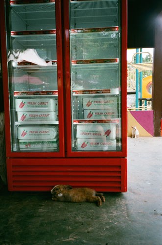 http://www.bethlau.com/files/gimgs/th-195_Lapin-500.jpg